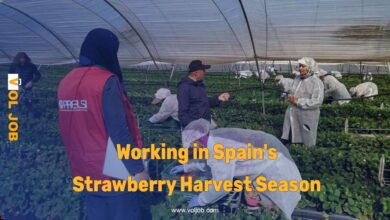 Working in Spain's Strawberry Harvest Season 2025