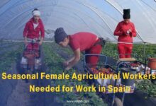Seasonal Female Agricultural Workers Needed for Work in Spain
