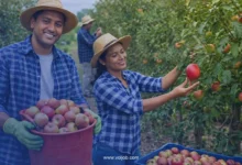 Farm Worker Jobs in Canada 2026 – Green Focus Farms Quebec | LMIA-Approved Positions