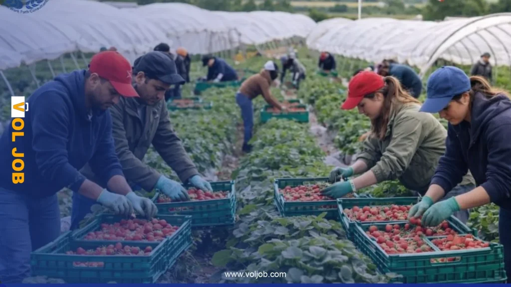 Seasonal Agricultural Work Abroad 2027–2026: A Comprehensive Guide for Job Seekers