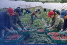 Farm Worker Jobs in Canada 2026 – Green Focus Farms Quebec | LMIA-Approved Positions