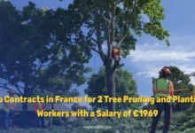 Job Contracts in France for 2 Tree Pruning and Planting Workers with a Salary of €1969
